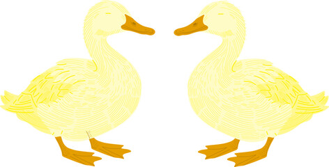 ducks