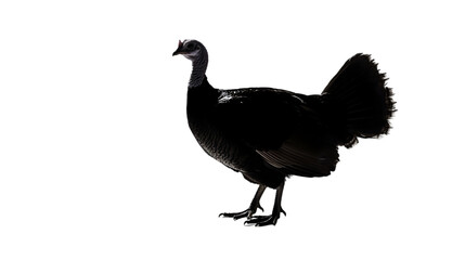 Obraz premium turkey silhouette png