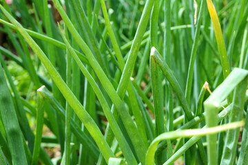 green onions growing in the garden