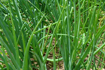 green onions growing in the garden