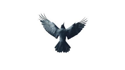 Obraz premium crow flying png
