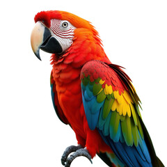 Tropical parrot on transparent background