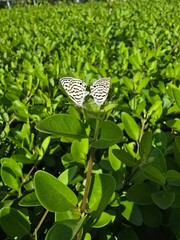 butterfly on a tree
