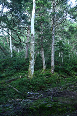 Climbing Mt. Tateshina, Nagano, Japan