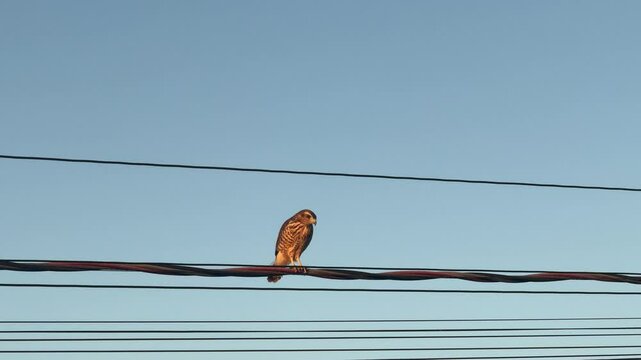 falc&atilde;o 