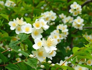 Natural background with green leaf and white jasmine flowers on a bush. 