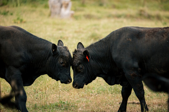 Black bulls facing off in grassy field, showing strength and determination