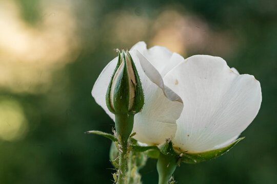 White rose bloom and bud with aphid pests on stem