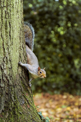A curious squirrel standing on a tree in the park