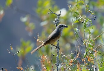 Grey-backed shrike