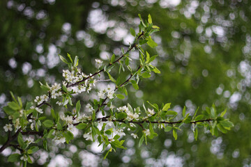 A close-up image of a tree branch with white cherry blossoms in spring