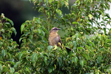 Chalk-browed Mockingbird