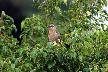 Chalk-browed Mockingbird