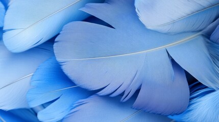 Soft Blue Feather Texture Background, Calm Colors, Delicate Details, High Resolution Photo