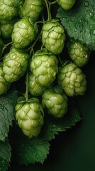 Fototapeta premium Close-up of vibrant hop cones with droplets highlighting freshness and quality in natural lighting