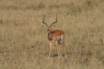 The African impala, a graceful species of antelope, roams and grazes across the golden savanna of Maasai Mara, Kenya.