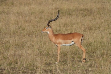 The African impala, a graceful species of antelope, roams and grazes across the golden savanna of Maasai Mara, Kenya.