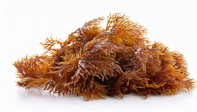 sargassum brown algae isolated on white background