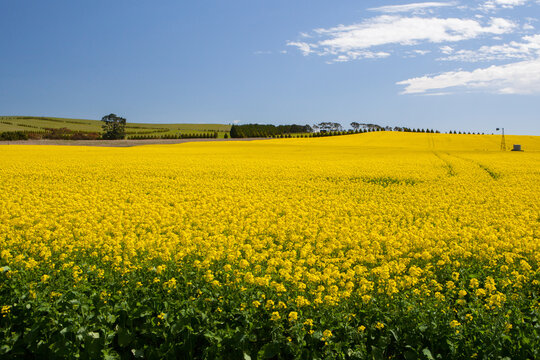 Canola fields shine on a clear sunny day near Creswick in the Victorian goldfields, Australia