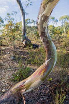 Close up of coloured bark patterns on an S shaped gum tree trunk