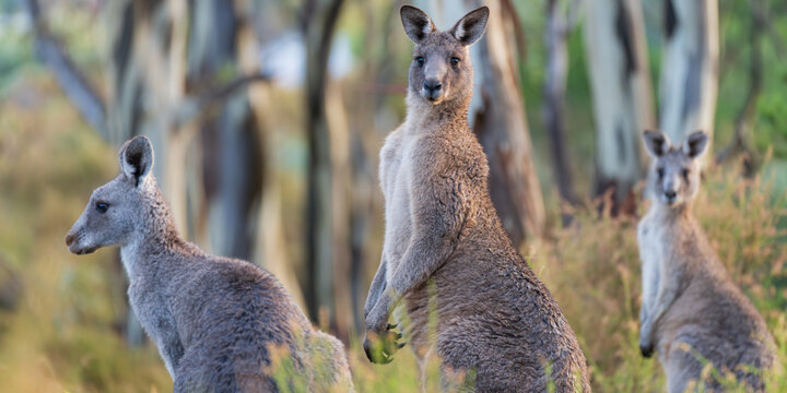 Three Eastern Grey Kangaroos in a bush setting