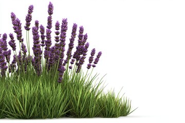 Obraz premium Fresh Lavender Blossoms Surrounded by Lush Green Grass in Sunshine