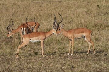 A herd of African impalas grazes peacefully on the savanna of Maasai Mara, Kenya, with a few males locking horns in spirited battles for dominance.