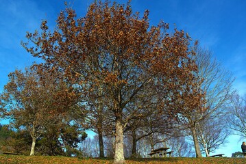 árbol de otoño