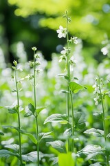 Fototapeta premium Delicate White Flowers on Tall Stems Bloom in a Lush Garden Setting with Soft, Dreamy Bokeh
