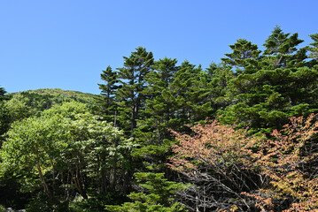 Fototapeta premium Climbing Mt. Tateshina, Nagano, Japan