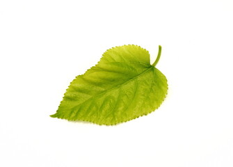 Mulberry leaf isolated on white background.