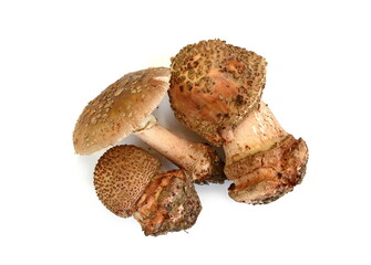 Mushroom call blusher (amanita rubescens) isolated on a white background