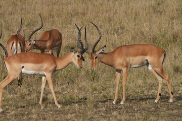 Naklejka premium A herd of African impalas grazes peacefully on the savanna of Maasai Mara, Kenya, with a few males locking horns in spirited battles for dominance.