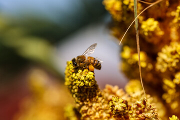 Eine sogenannte Eselsbiene auf den Blüten einer Palme.