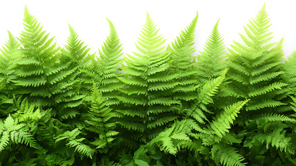 Obraz premium Vibrant Green Ferns in a Lush Natural Setting Ideal for Adding Text or Graphics for Nature-Themed Projects, Illustrations, and Backgrounds