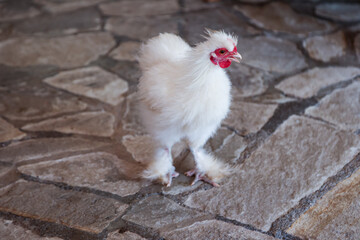 Portrait eines Huhn oder Hahns.