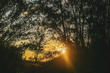 sunrise in the forest