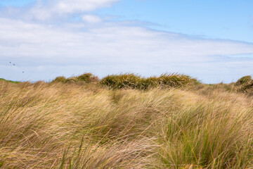 Coastal grass on cloudy day
