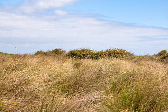 Coastal grass on cloudy day