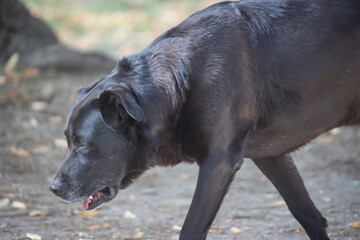 Portrait eines großen schwarzen Hundes.