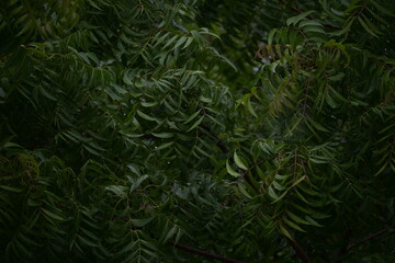 green fern background
