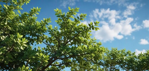 Obraz premium Fresh green foliage of a bush against a clear blue sky , woodlands, evergreen trees, outdoor photography