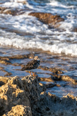 A cute small wading bird called Ruddy Turnstone scientific name Arenaria interpres on rocks on the edge of the Mediterranean Sea at Habonim Beach Nature Reserve in Israel
