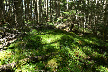Climbing Mt. Tateshina, Nagano, Japan