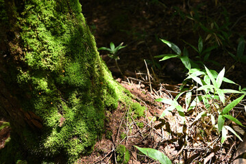 Climbing Mt. Tateshina, Nagano, Japan