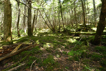 Obraz premium Climbing Mt. Tateshina, Nagano, Japan