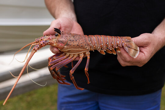 Close up of man holding a rock lobster side on