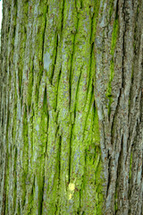 bark of a tree