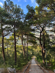 Obraz premium path surrounded by pine trees in the forest