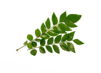 Fresh curry leaves (Murraya koenigii) isolated on white background